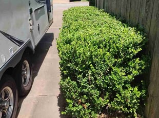 Bush Trimming by Omar Norris for Dianne C. in Katy, TX