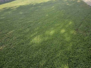 Cindy F.'s Lawn Service service result