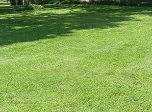 Bethany S.'s Grass Cutting service result