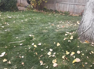 Leaf Removal by John Sanders for Nina H. in Denver, CO