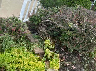 Bush Trimming by Shawn Byers for Tim M. in Kansas City, MO