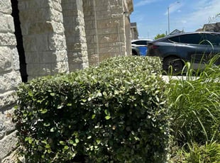 Bush Trimming by Marcus Ward for Analisa Y. in Seguin, TX