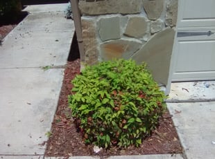 Bush Trimming by Steve Stacy for Robert S. in San Antonio, TX