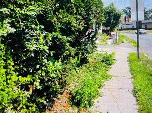 Bush Trimming by Gilbert Morales for Mallely S. in Hackensack, NJ