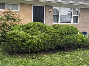 Bush Trimming by Chris Ellis for Candace F. in Indianapolis, IN