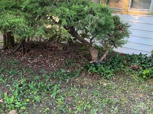 Bush Trimming by Jevonta Johnson for Mattie D. in Milwaukee, WI