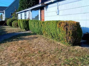 Bush Trimming by Kevin Gahan for Kelle G. in Tacoma, WA