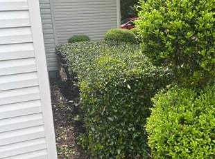 Bush Trimming by Martin Stovall for Bradley D. in Suffolk, VA