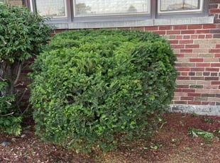 Bush Trimming by Glen Woods for Jessica O. in Chicago, IL