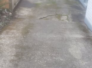 Leaf Removal by Riki Howry for Laura R. in Portland, OR