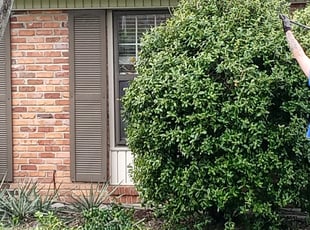 Bush Trimming by Brian Rose for Kate D. in Nashville, TN