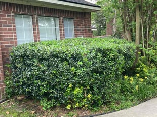Bush Trimming by Sandra Ramirez for Steve W. in Tomball, TX