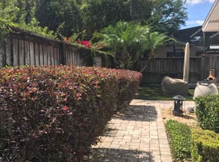 Bush Trimming by Jah Gage for Dennis B. in Orlando, FL