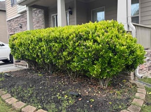 Bush Trimming by Robert Jones for Robert J. in Dallas, GA