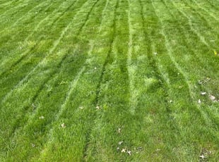 Abbas D.'s Lawn Service service result