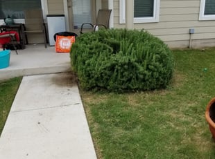 Bush Trimming by Joe Mireles for Rachel N. in Pflugerville, TX