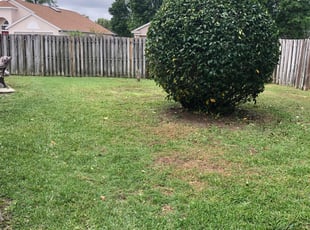 Bush Trimming by Josh Larew for Elizabeth C. in Orlando, FL