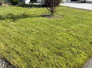 Laura G.'s Lawn Mowing service result