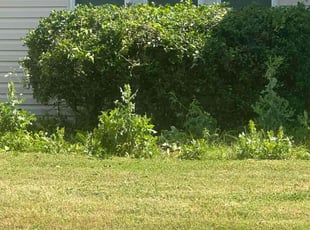 Bush Trimming by Leray Thornton for Amanda H. in Oklahoma City, OK