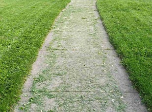 Marilyn M.'s Lawn Mowing service result