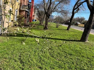 Anthony M.'s Lawn Mowing service result