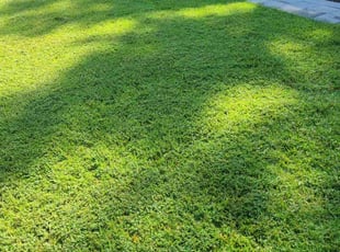 Christian D.'s Lawn Mowing service result