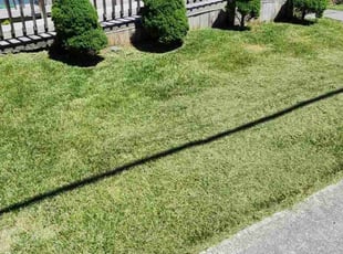 Sharon N.'s Lawn Mowing Service service result