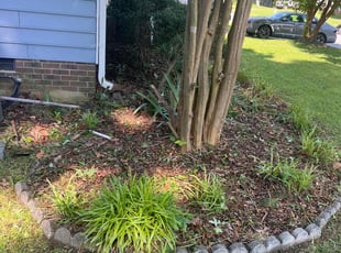 Bush Trimming by Carlos Gomez for Shelby D. in Raleigh, NC