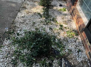 Bush Trimming by D Mitchell for Gerald A. in Richmond, VA