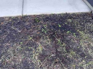 Cleanups by Daiby Alvarez for Stephanie P. in Conroe, TX