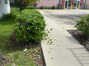 Bush Trimming by Moses Chinquee for Ali S. in Kissimmee, FL