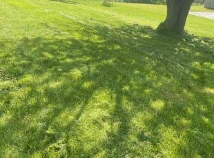 Russell P.'s Grass Cutting service result