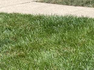 Kim W.'s Lawn Mowing service result