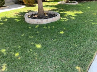 Lorraine A.'s Lawn Care service result