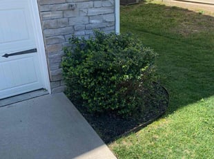 Bush Trimming by Anthony Medlin for Donald M. in Clayton, NC