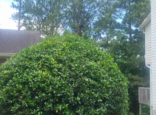Bush Trimming by Andre Ingram for Shun M. in Riverdale, GA