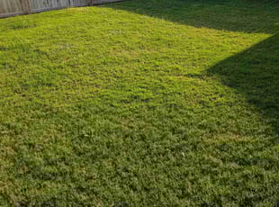 Brittany H.'s Grass Cutting service result