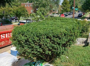 Bush Trimming by Amber Fuentes for Kimberly W. in Washington, DC