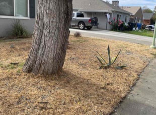 Aeration by Marcelino Heredia for Hayden S. in Sacramento, CA