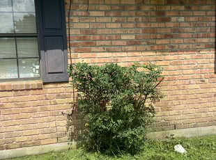 Bush Trimming by Jeconiah Conway for Samantha S. in Carencro, LA
