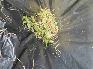 Howard P.'s Cleanups service result