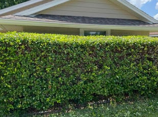 Bush Trimming by Withman Herrera for Skyler K. in Orlando, FL