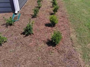 Weeding by Andre Thompson for Shawn R. in Huntersville, NC