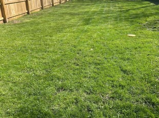 Martin T.'s Lawn Mowing service result