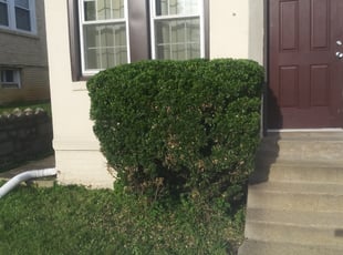Bush Trimming by Jessica Porter for Laura T. in Washington, DC