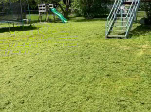 Alison H.'s Lawn Mowing service result