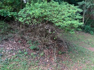 Bush Trimming by Brenna Johnson for Steve D. in Anderson, SC