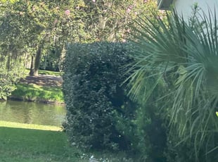 Bush Trimming by Alain Beckfordxx for Dion C. in Tampa, FL