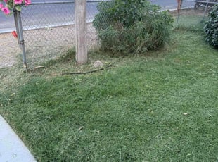 Gwendolyn D.'s Lawn Mowing service result