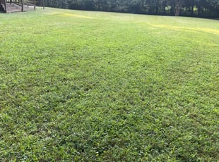 Marie k.'s Lawn Maintenance service result